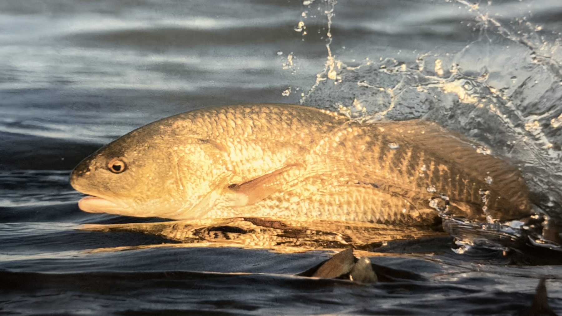 Redfish surfacing