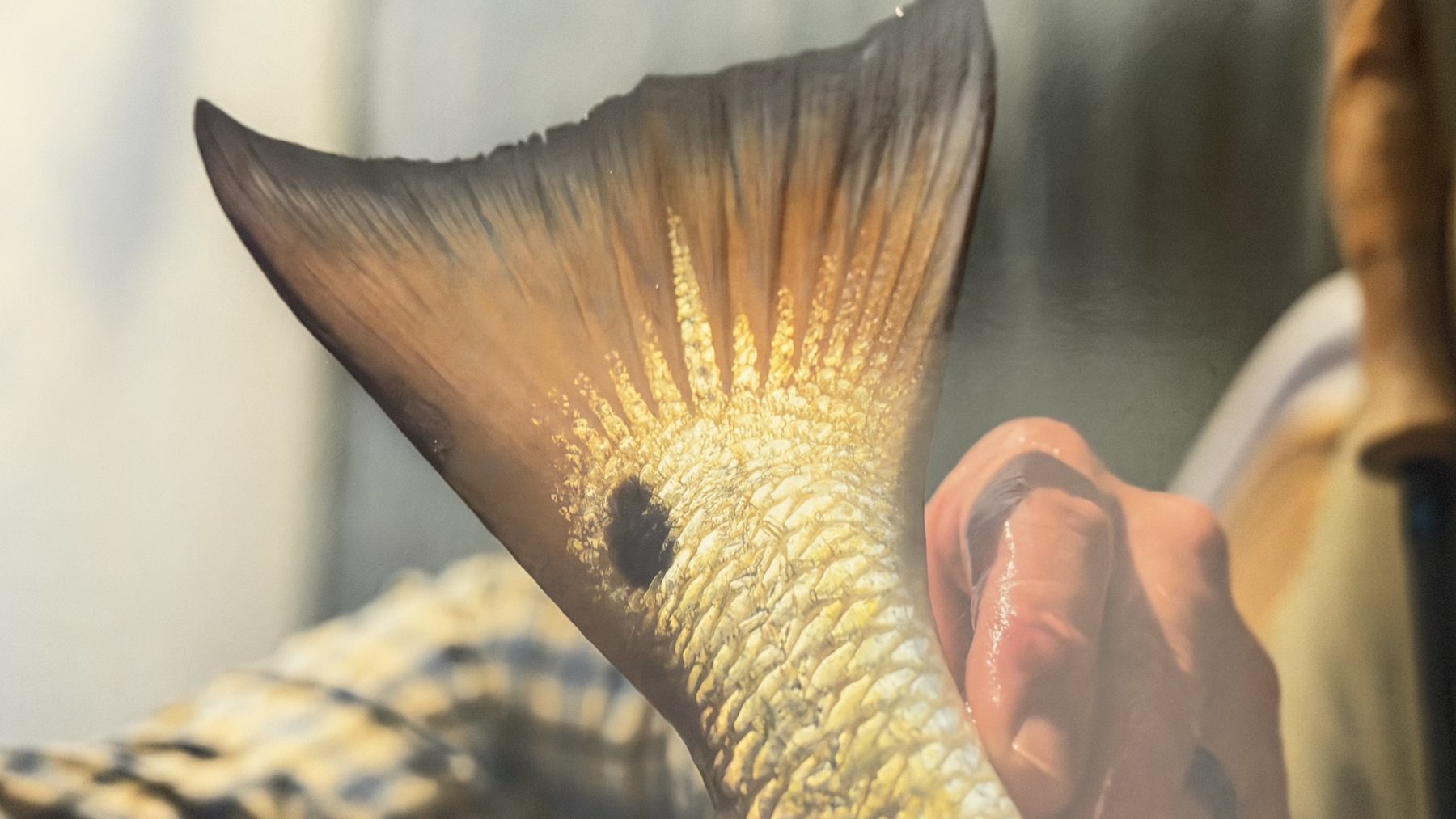 Redfish tail